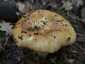 Büdös galambgomba (Russula foetens), Mátra